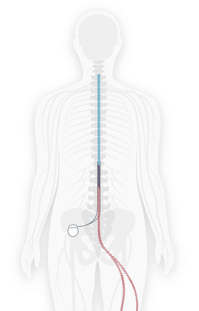 human body image with spinal bone.