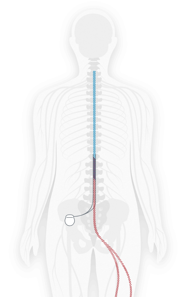 human body image with spinal bone.